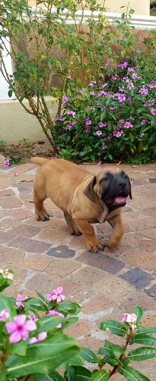 Boerboel Puppies for Sale in Cape Town by Tyron Patrick