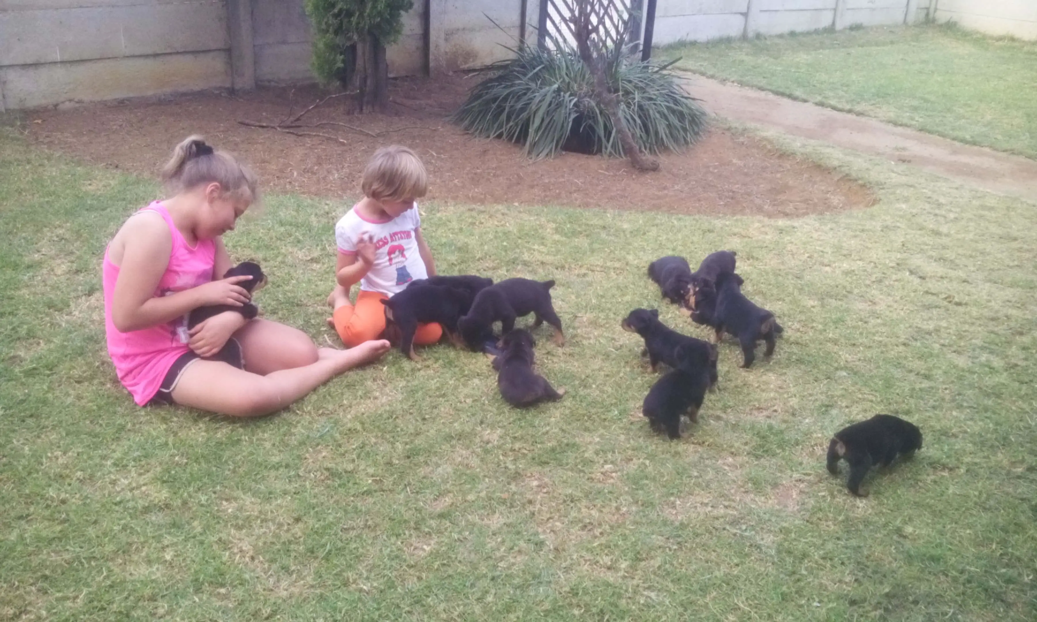 Rottweiler Puppies for Sale in Johannesburg by Diana Hansen