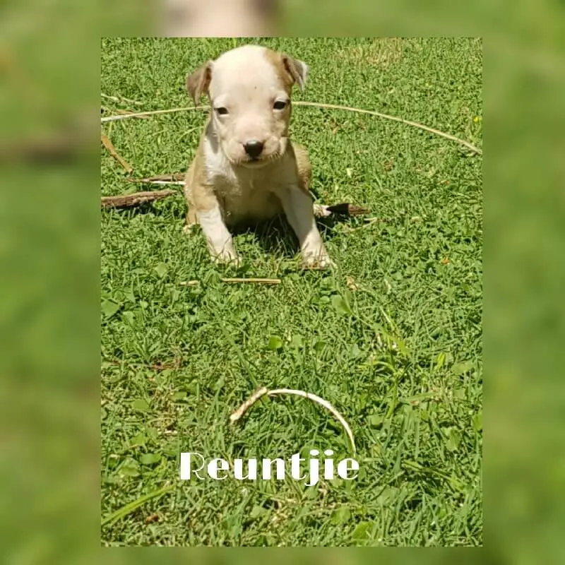 Pitbull Puppies for Sale in Pretoria by Leanne Jansen