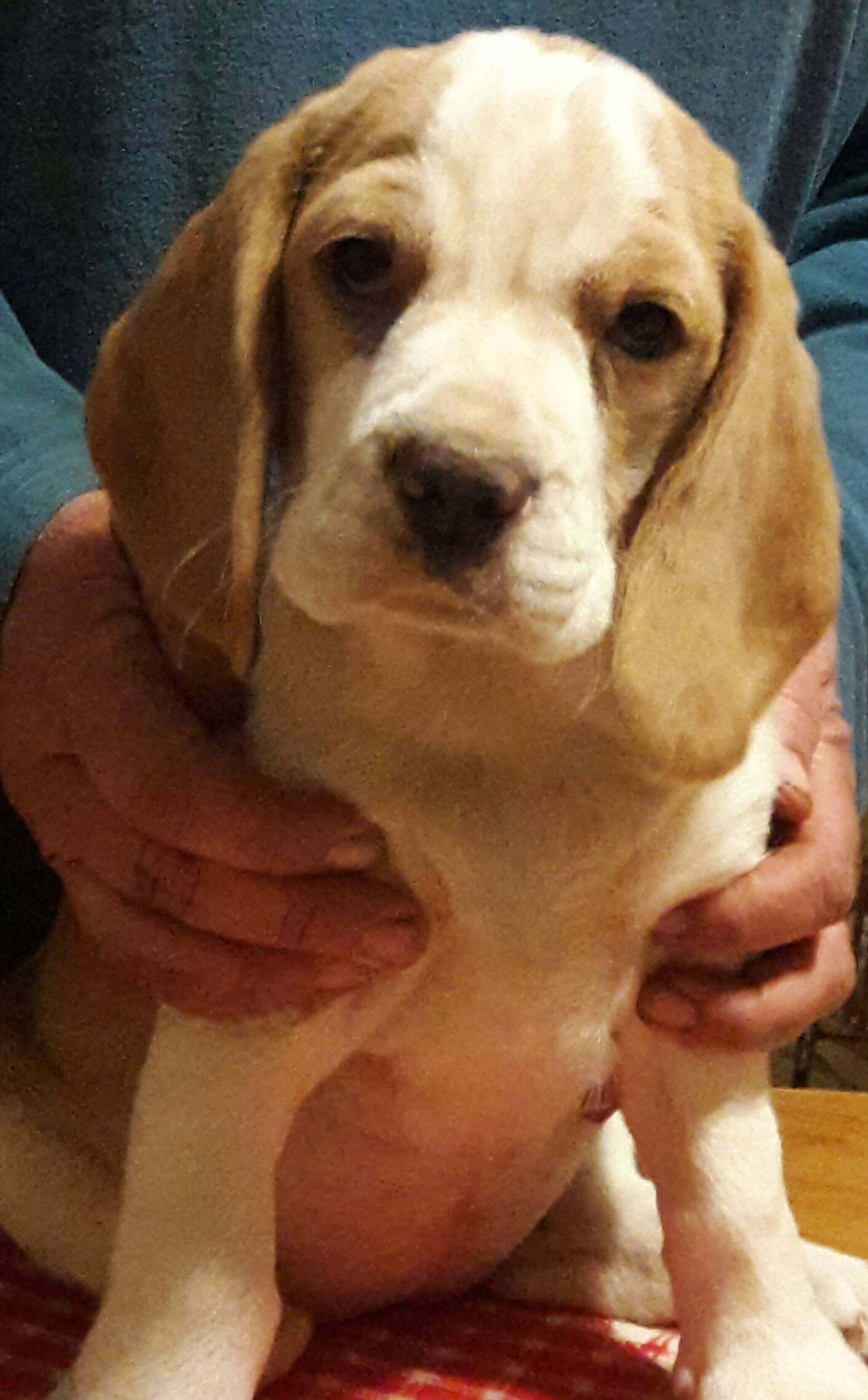 Beagle Puppies for Sale in Johannesburg by Sharon Bedecker Herd