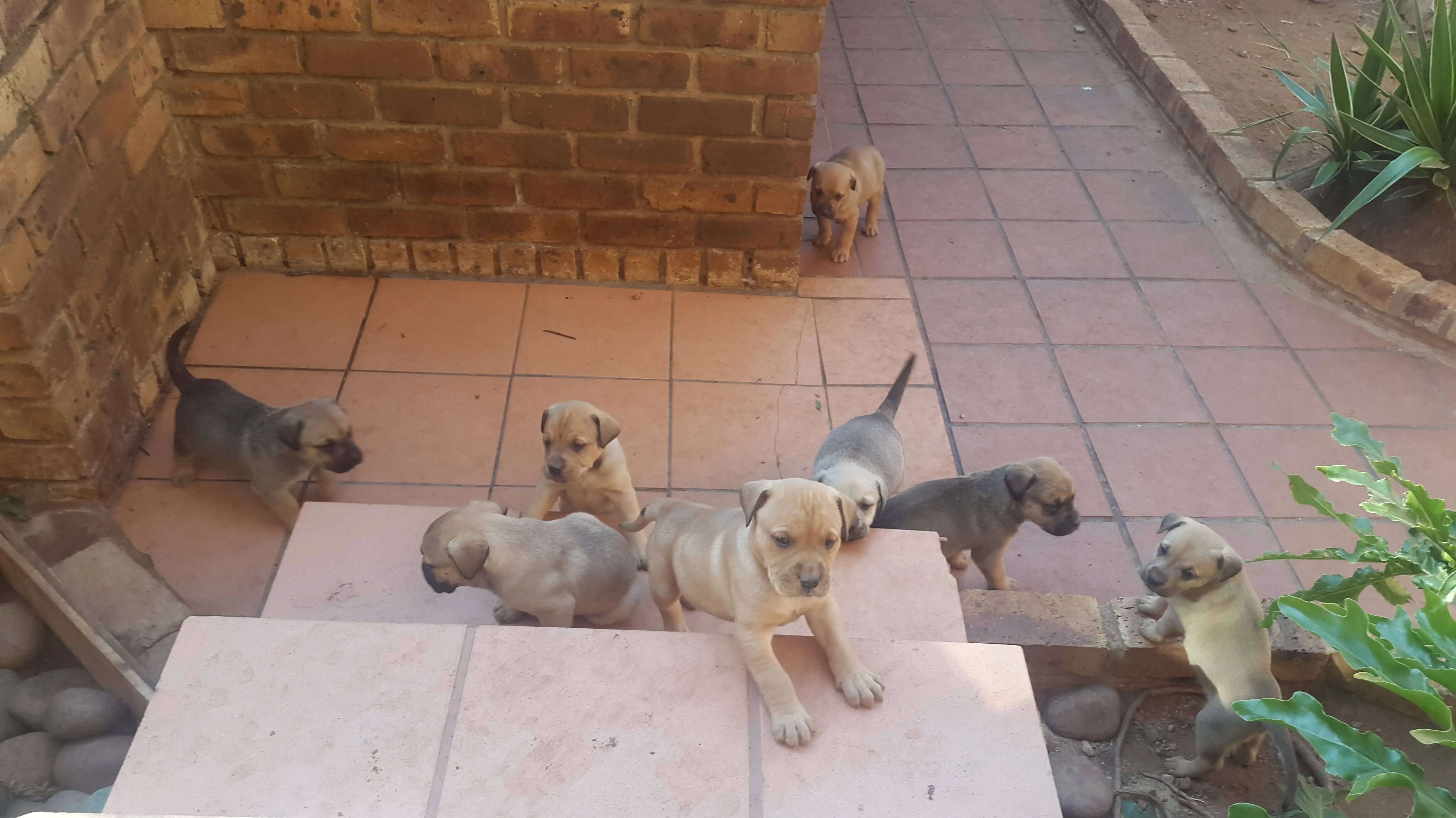 Boerboel Puppies for Sale in Pretoria by Mesha Shaik