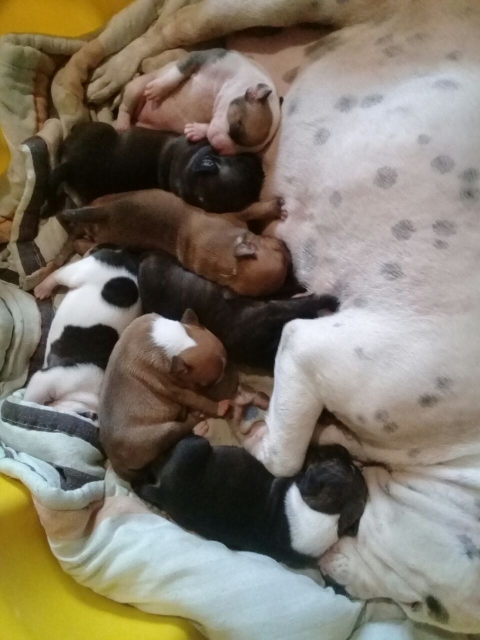 Staffie Puppies for Sale in Kwazulu Natal by Susan Mariemuthoo