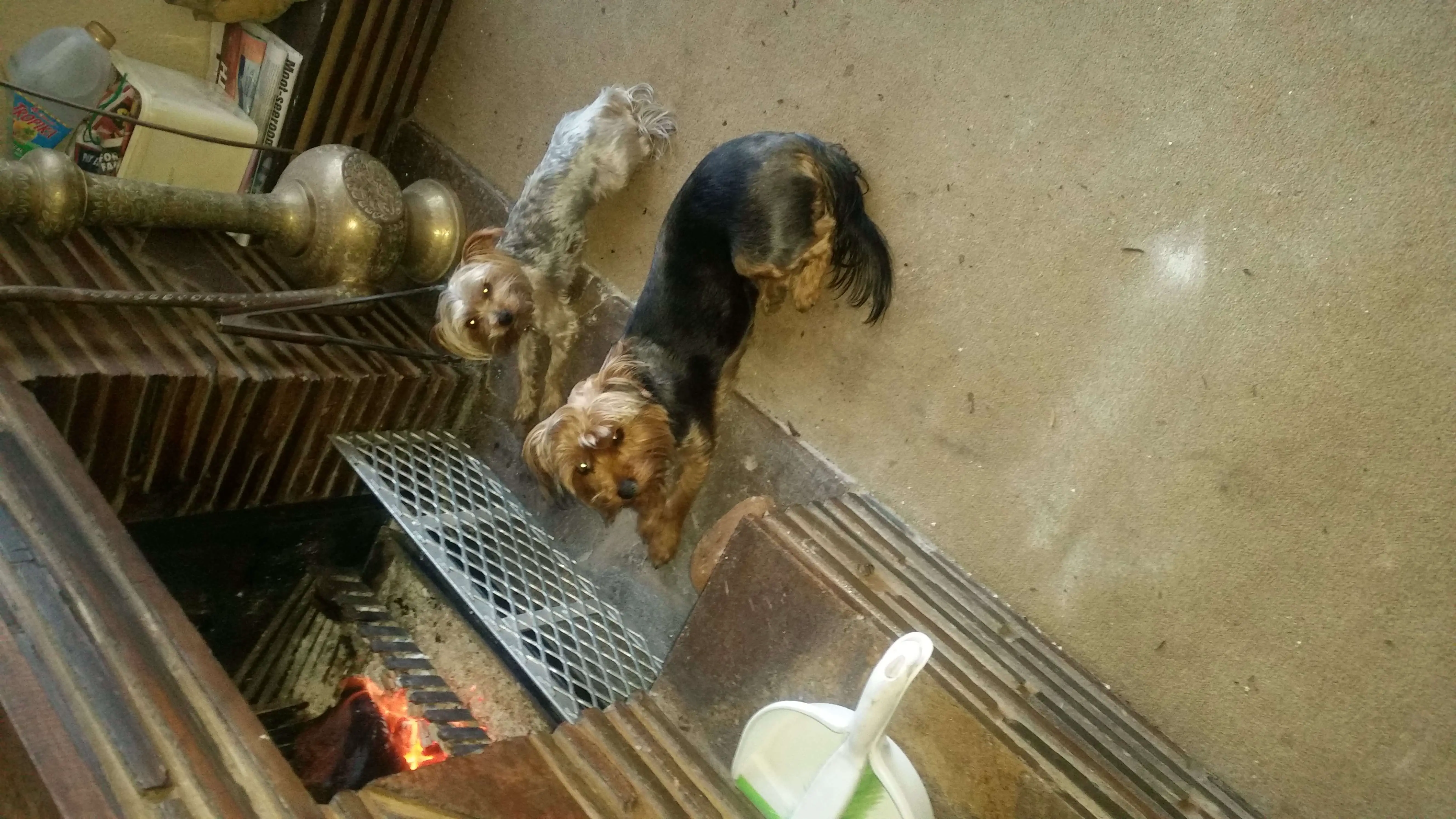 Yorkshire Puppies for Sale in Johannesburg by Corrie van Heerden