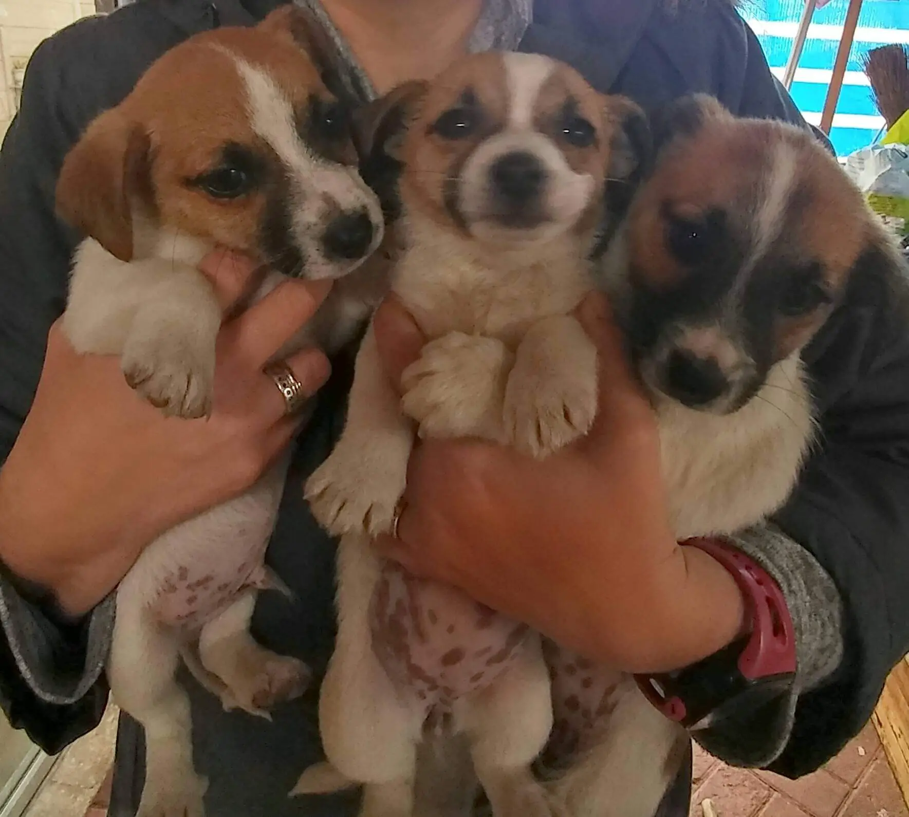 Jack Russel Puppies for Sale in Cape Town by Lynne Gouws