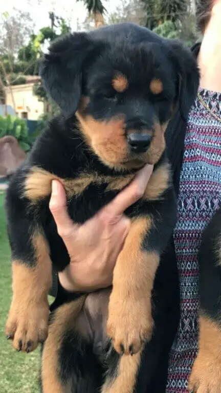 Rottweiler Puppies for Sale in Johannesburg by Cindy May