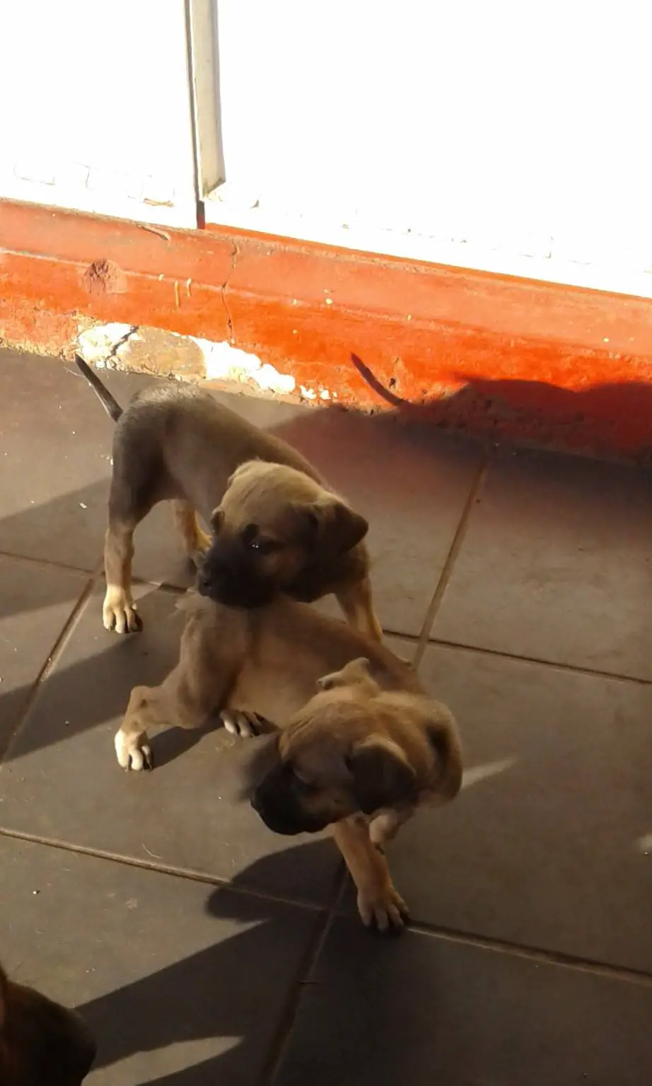 Boerboel Puppies for Sale in Pretoria by Adalene Gooriah Smith