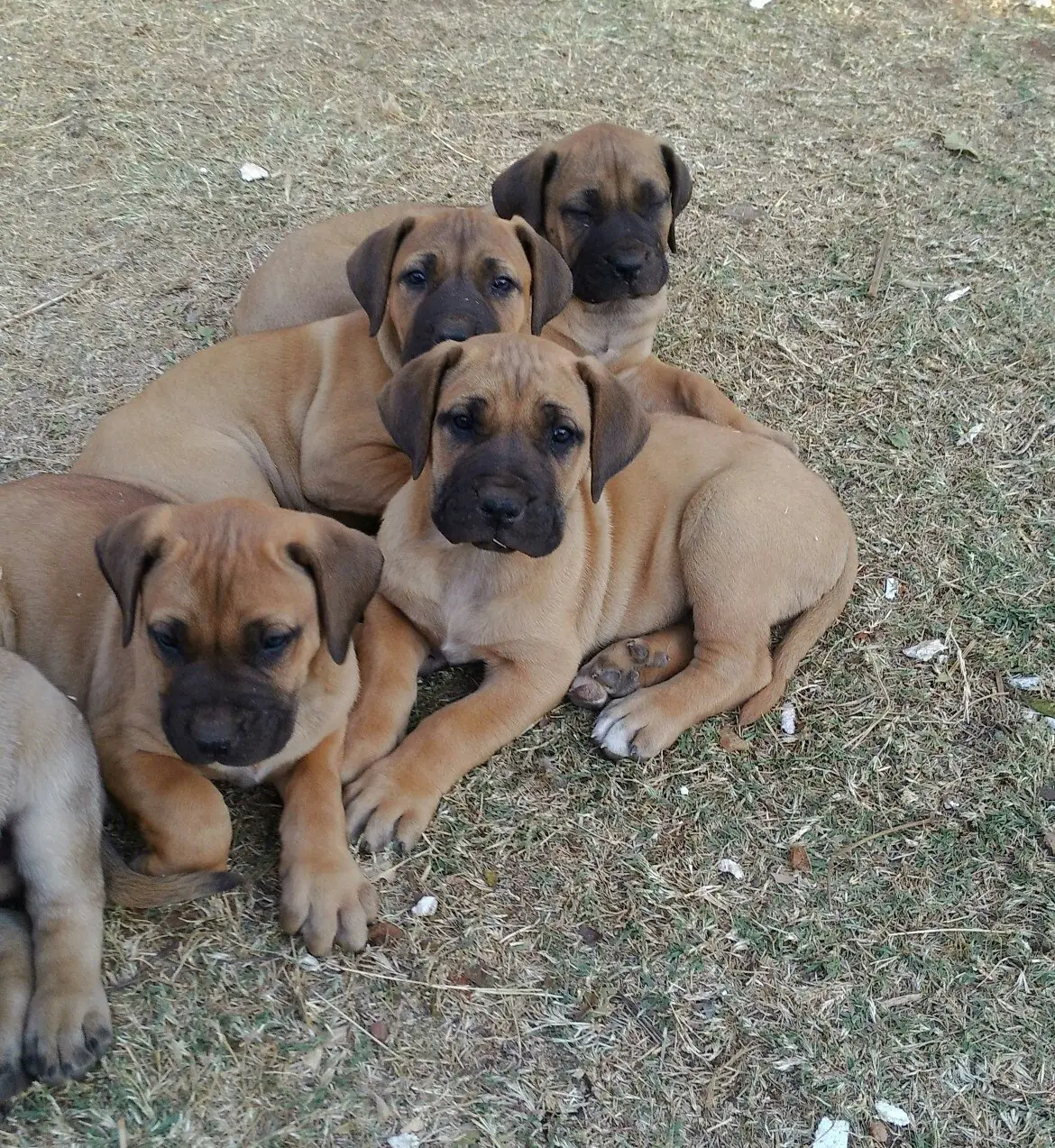 Boerboel Puppies for Sale in Pretoria by Tin Tin Tsai
