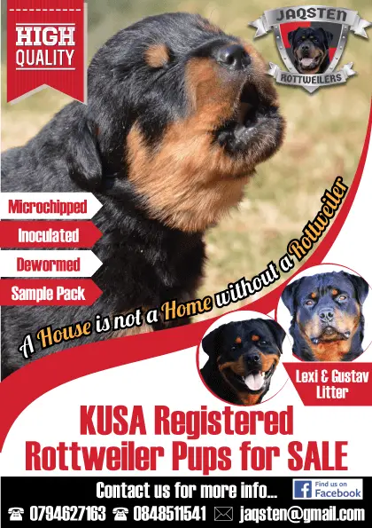 Rottweiler Puppies for Sale in Kwazulu Natal by Jaqsten Rottweilers