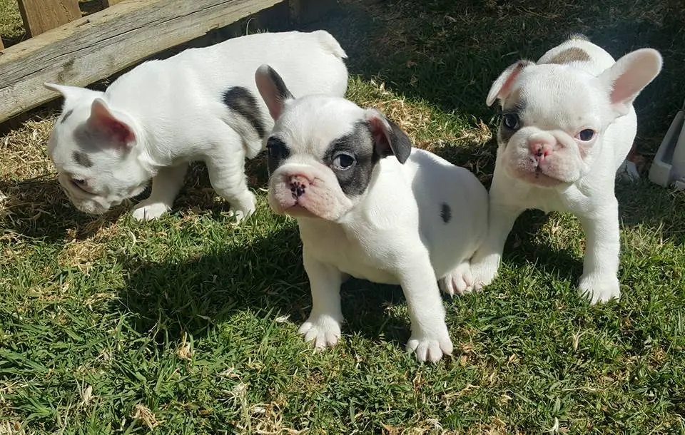 French Bulldog Puppies for Sale in Pretoria by Caroline van Deventer