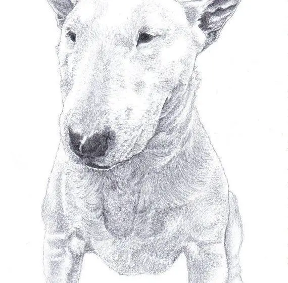 2ab91e364b662516f642f867eba02337-english-bull-terriers-bull-terrier-dog