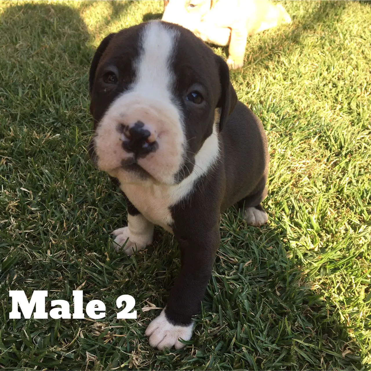 Pitbull Puppies for Sale in Johannesburg by martie1979