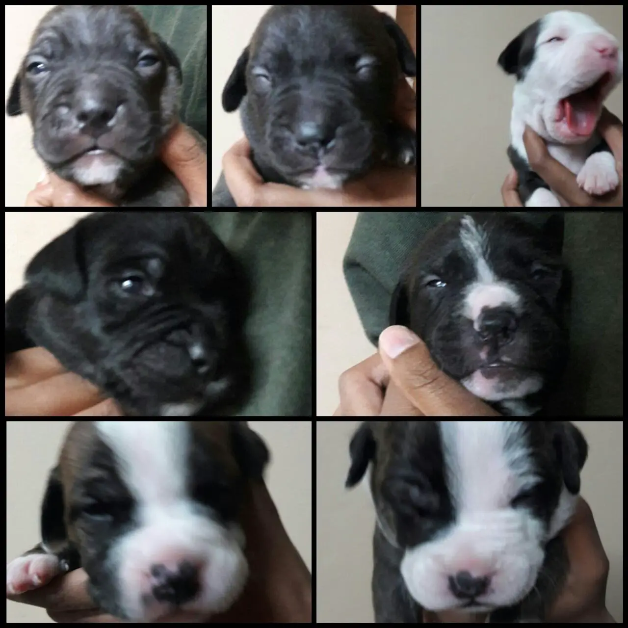 Pitbull Puppies for Sale in Kwazulu Natal by Athina Saminathan