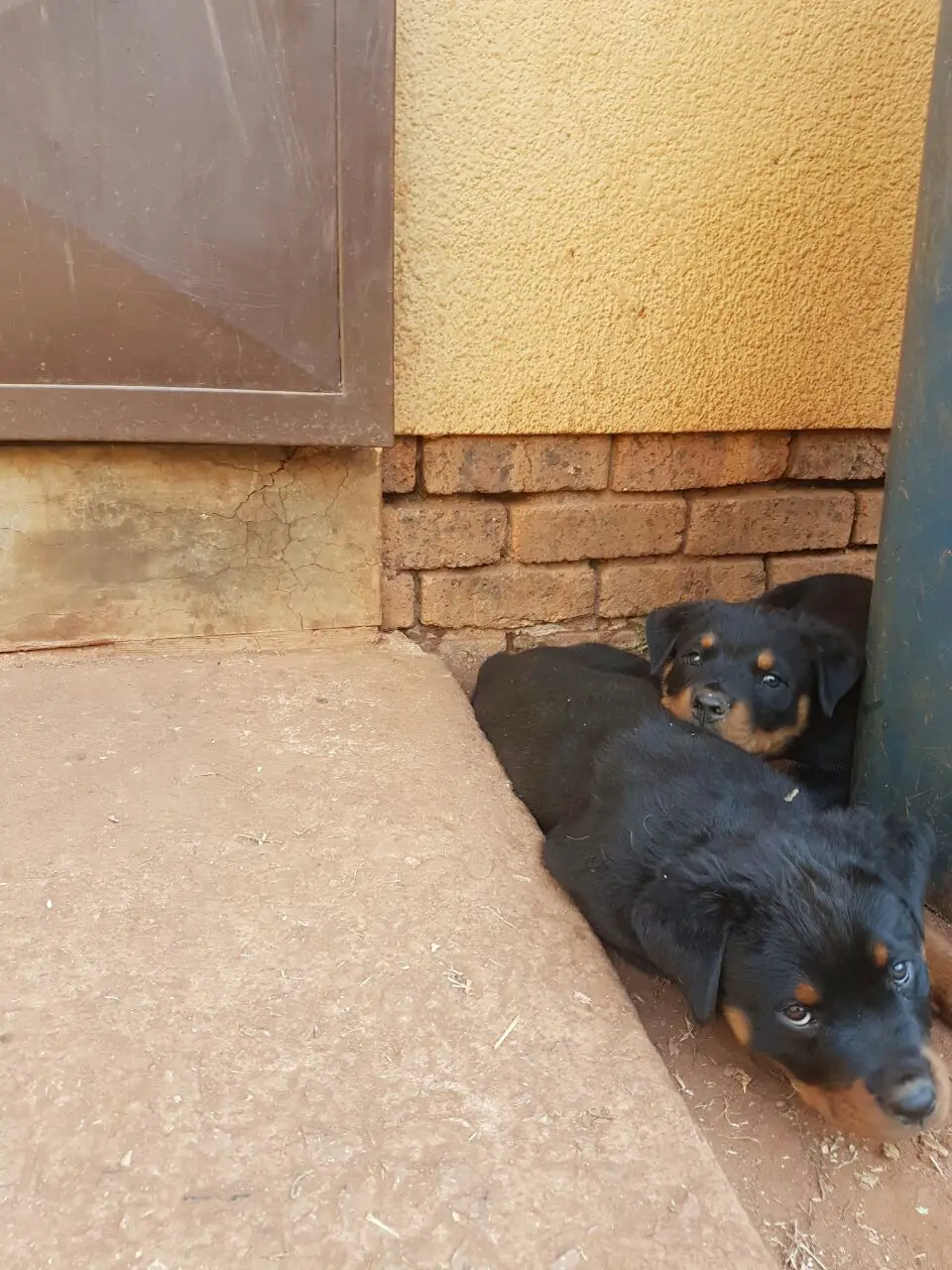 Rottweiler Puppies for Sale in Mpumalanga by Jannel Naidoo