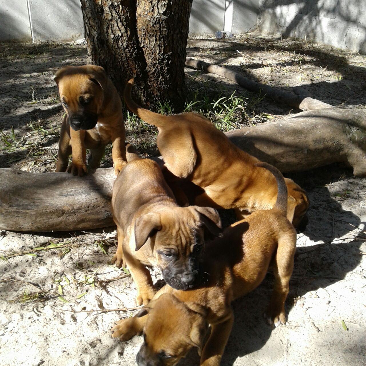 Boerboel Puppies for Sale in Cape Town by Martin Boesak