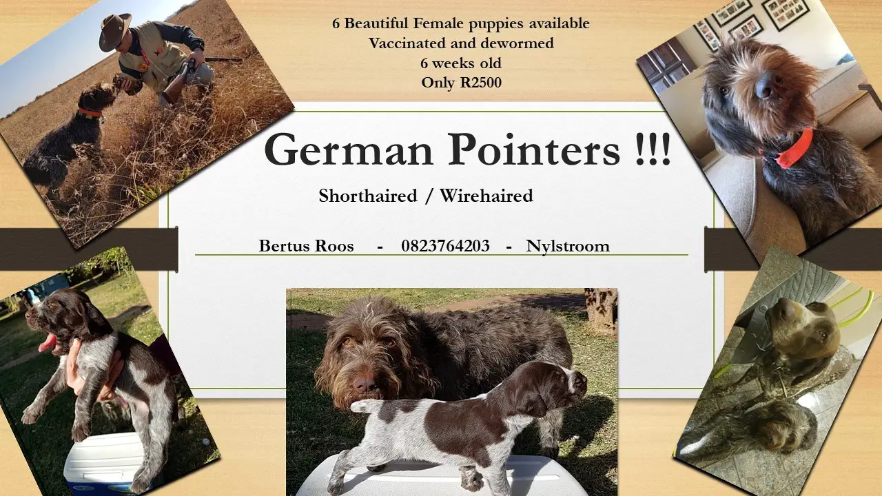 German Pointer Puppies in Nylstroom (23/08/2017)