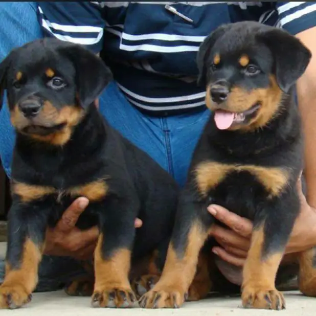 43 HQ Photos Rottweiler Puppies For Sale In Wisconsin : 2 female Rottweilers for sale in O'Fallon, Missouri ...