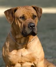 Boerboel Puppies for Sale in Cape Town by Carol Nagel