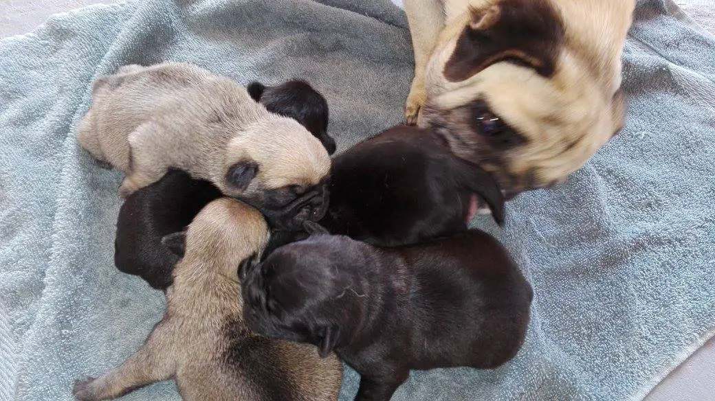 Pug Puppies in Bloemfontein (18/08/2017)