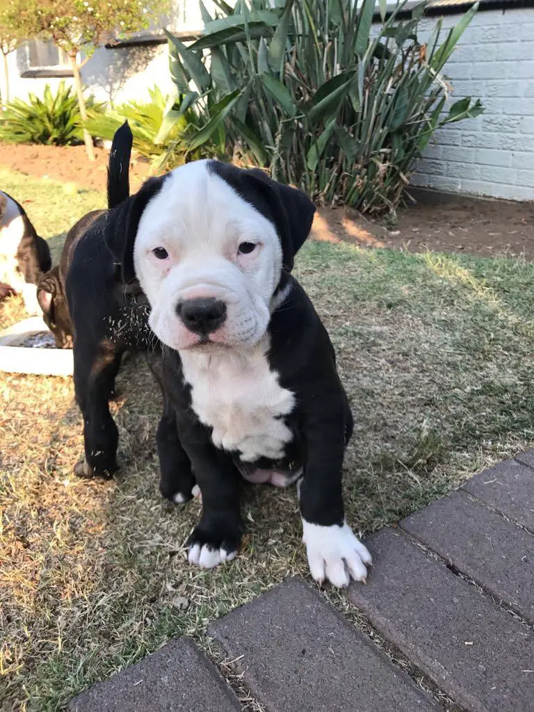 Pitbull Puppies in Johannesburg (28/09/2017)