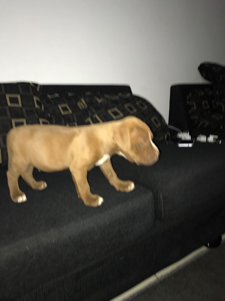 Pitbull Puppies in Johannesburg (08/09/2017)