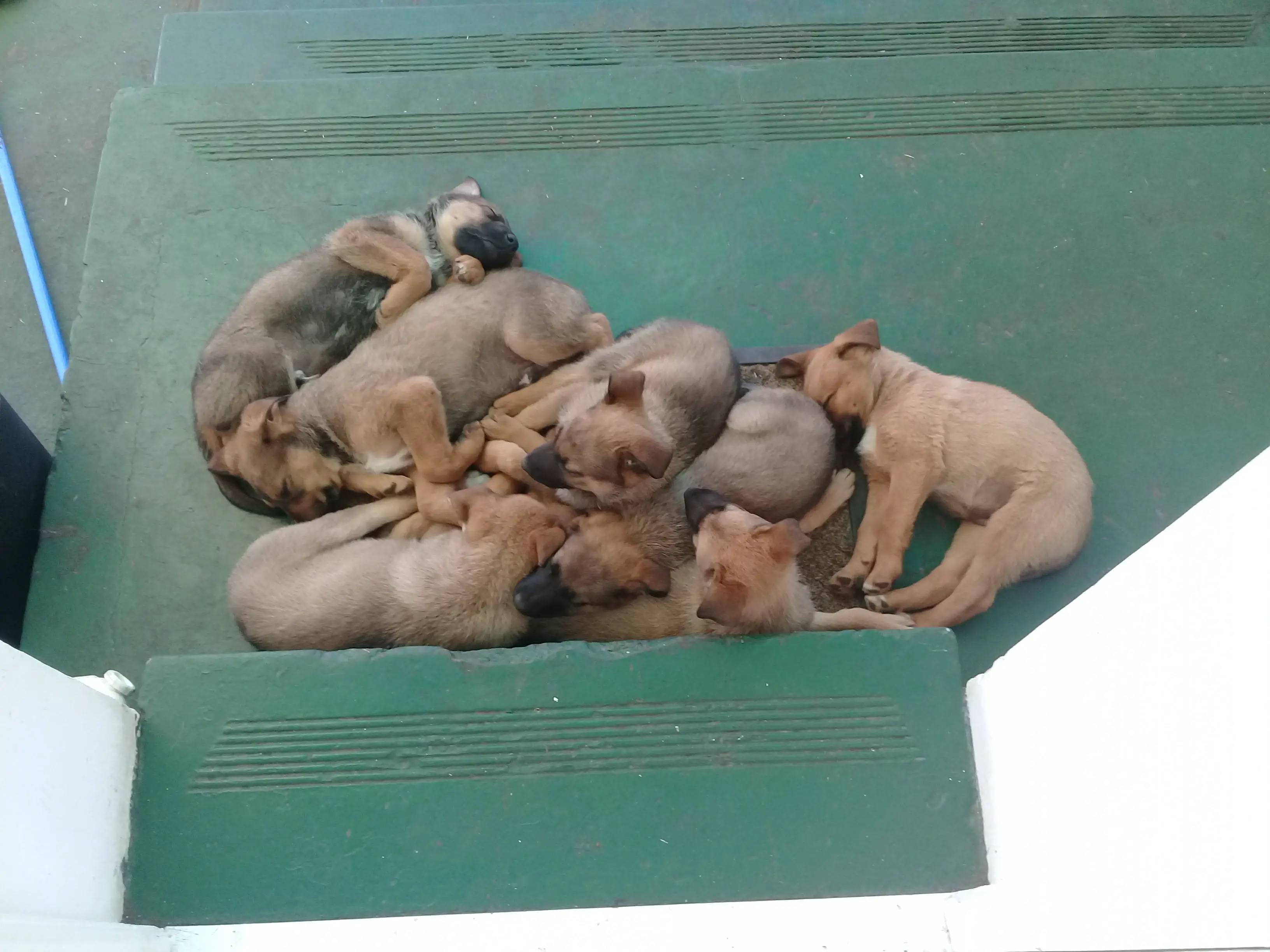 German Sheperd Puppies in Port Elizabeth (24/10/2017)