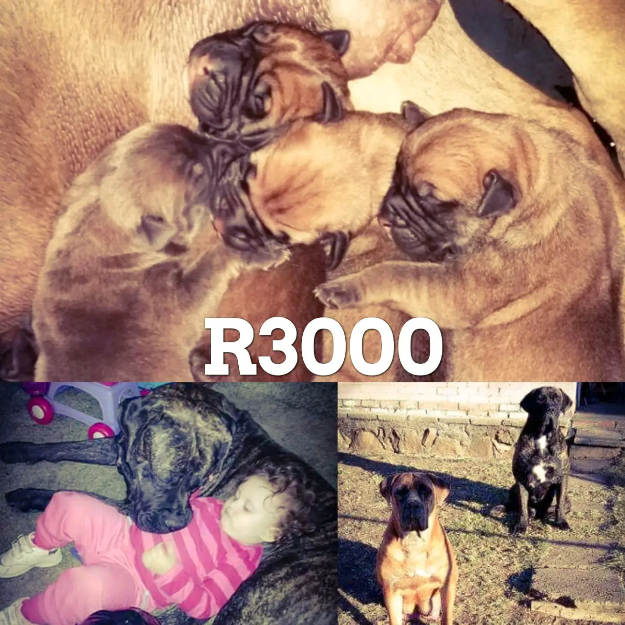 Boerboel Puppies in Kwazulu Natal (17/10/2017)