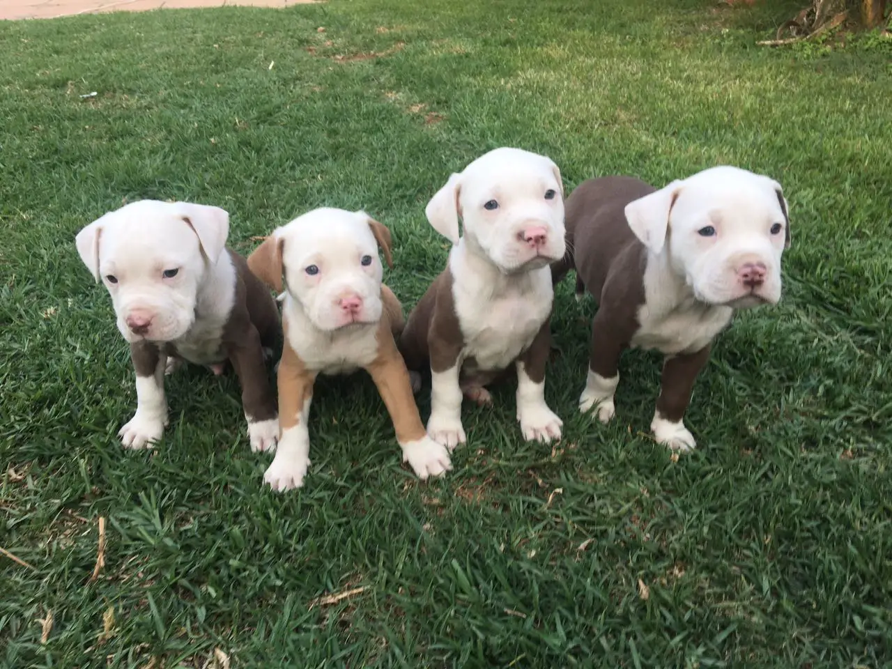 Pitbull Puppies in Johannesburg (31/10/2017)