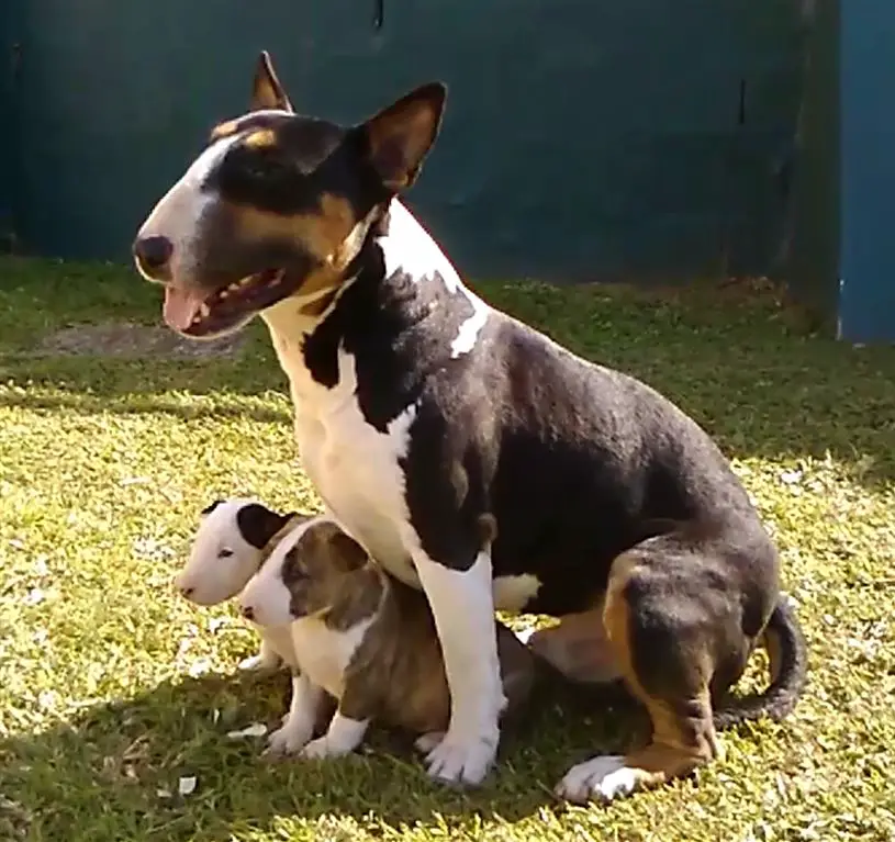 Bull Terrier Puppies in Kwazulu Natal (19/11/2017)