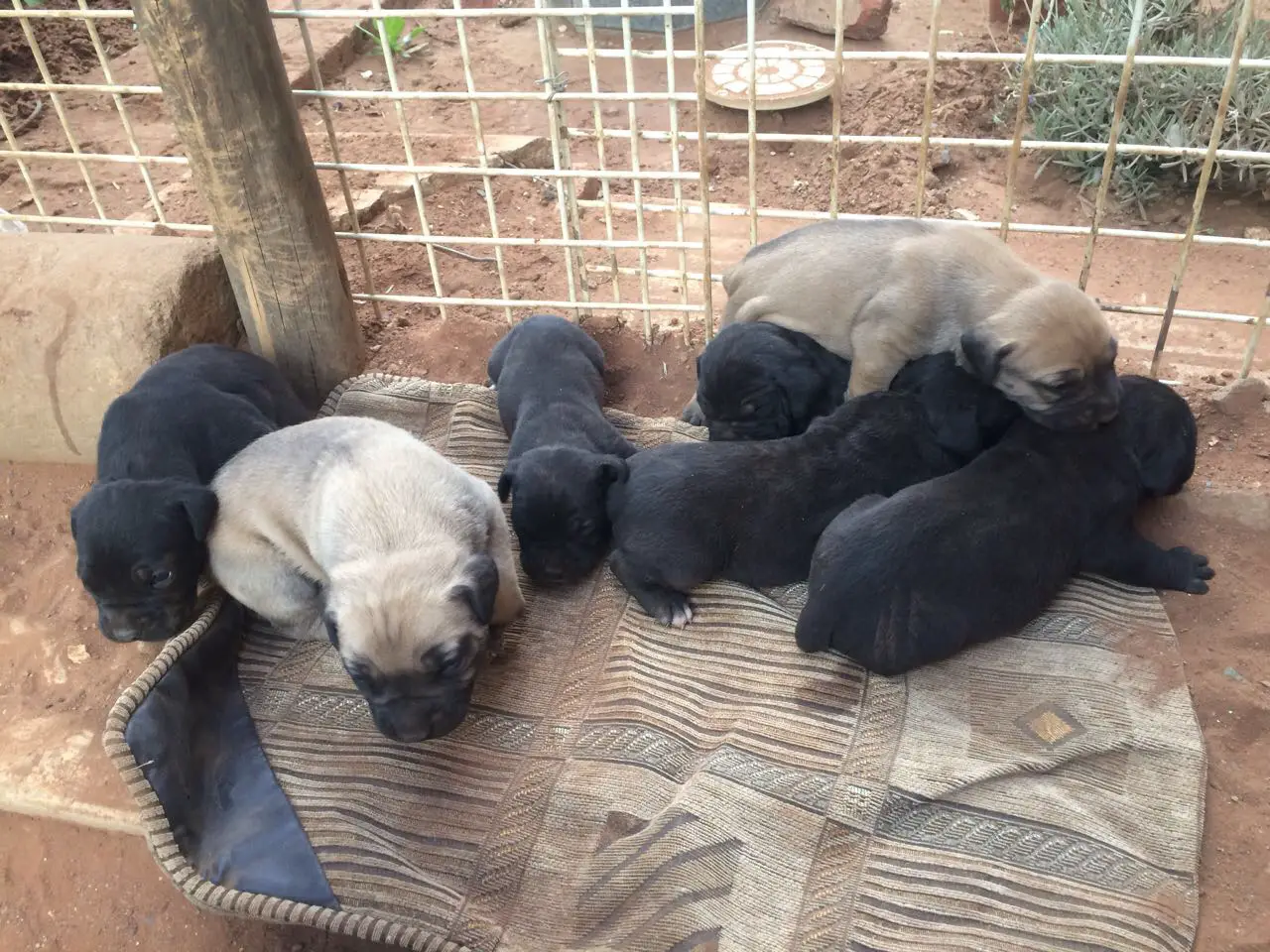 Boerboel Puppies in Other (30/11/2017)