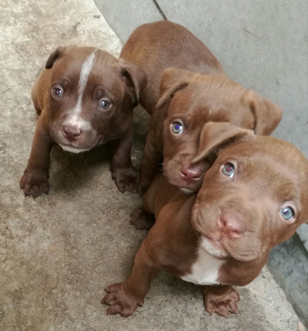 Pitbull Puppies in Cape Town (23/11/2017)