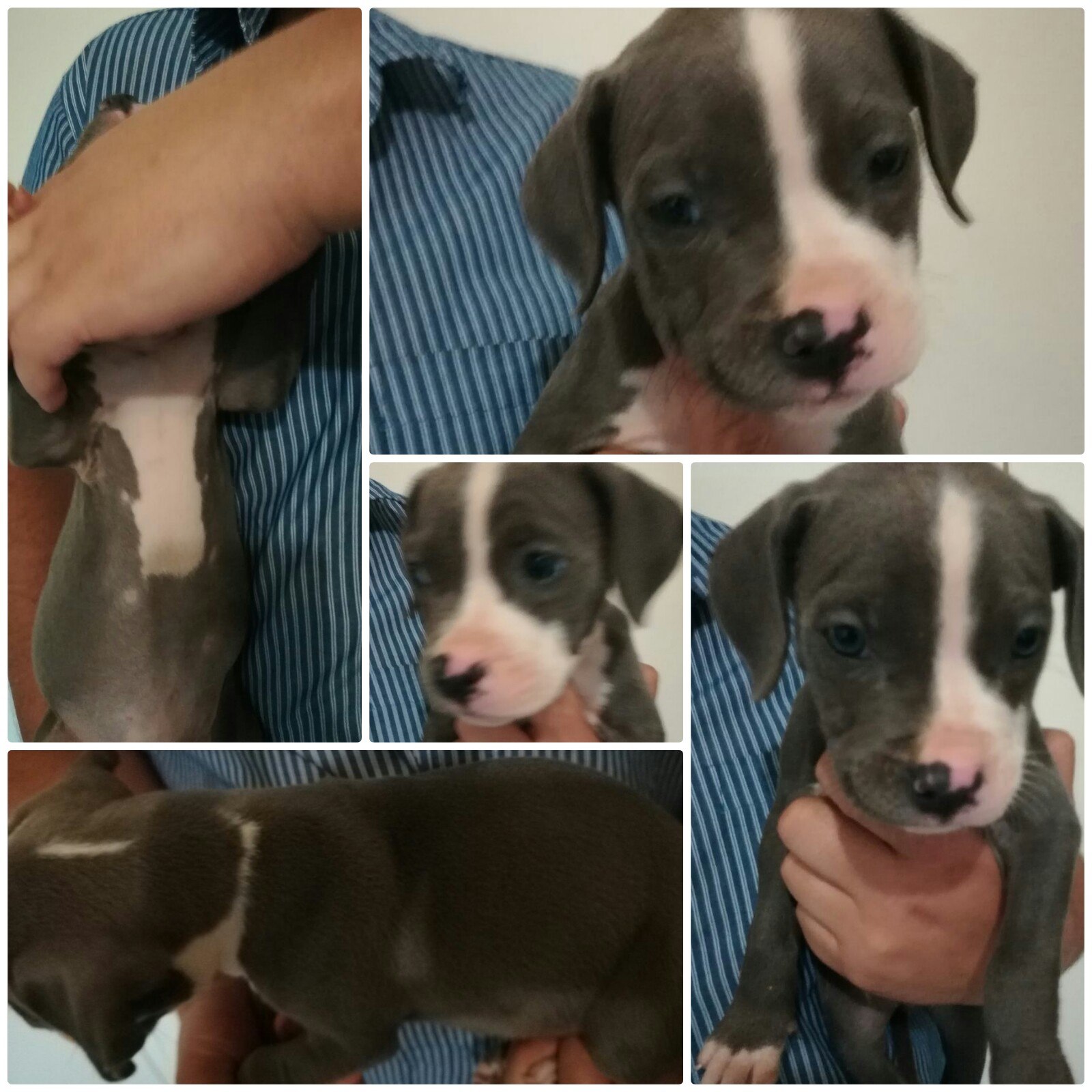 Pitbull Puppies in Johannesburg (13/12/2017)