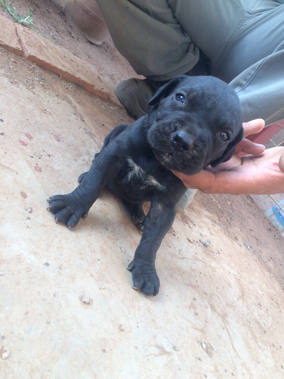 Boerboel Puppies in Bloemfontein (07/12/2017)