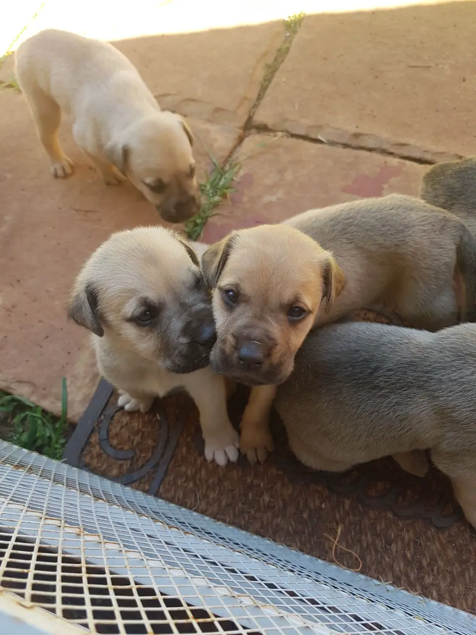 Boerboel Puppies in Pretoria (01/01/2018)