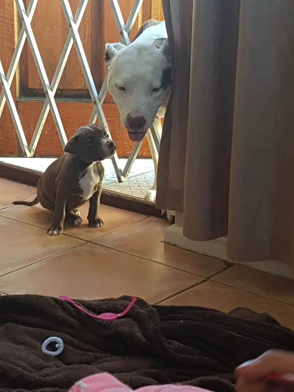 Pitbull Puppies in Cape Town (06/01/2018)