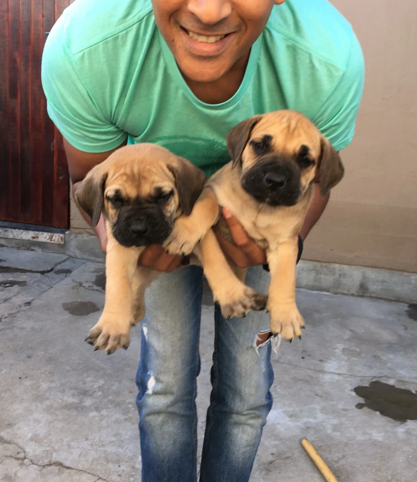 Boerboel Puppies in Cape Town (16/02/2018)