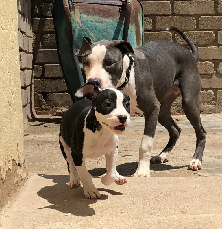 Pitbull Puppies in Pretoria (04/02/2018)