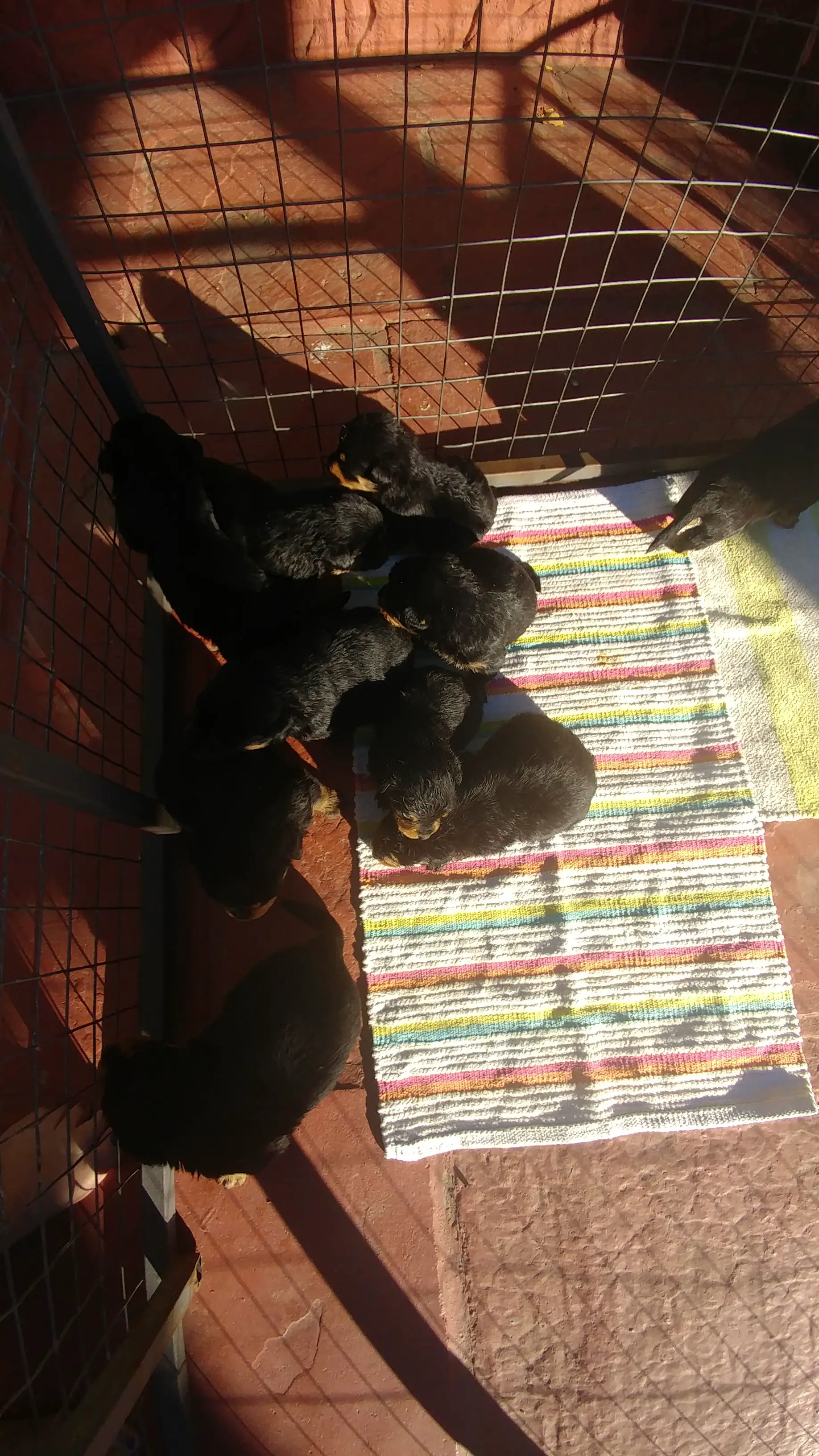 Rottweiler Puppies in Cape Town (25/02/2018)