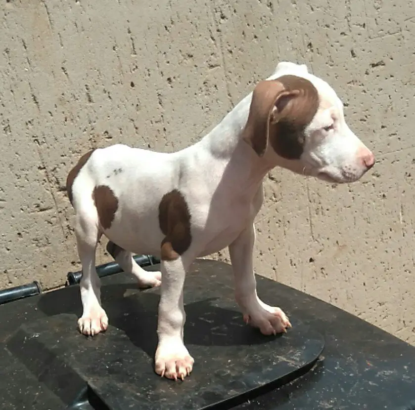 Pitbull Puppies in Johannesburg (02/02/2018)