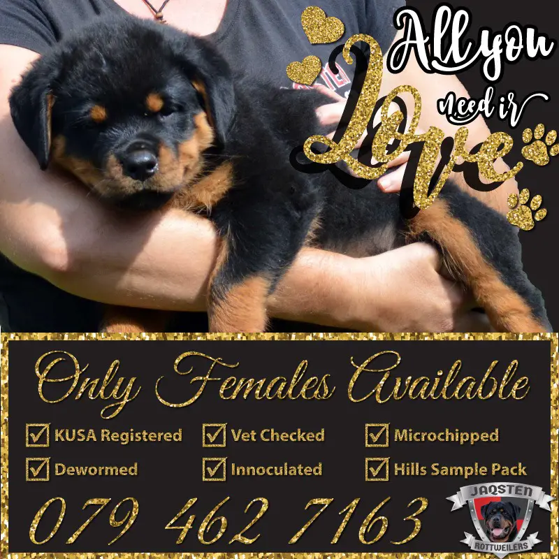 Rottweiler Puppies in Kwazulu Natal (11/04/2018)