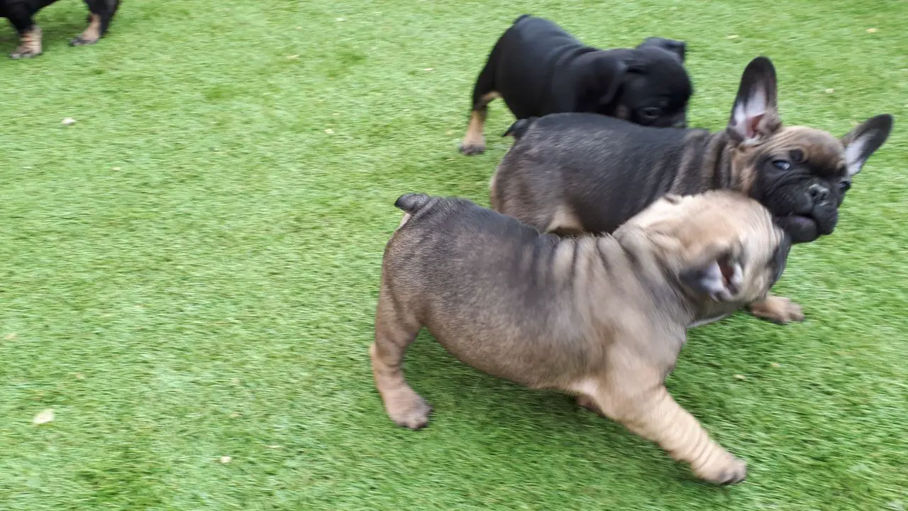 French Bulldog Puppies in Johannesburg (03/04/2018)