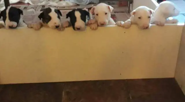 Bull Terrier Puppies in Other (14/05/2018)