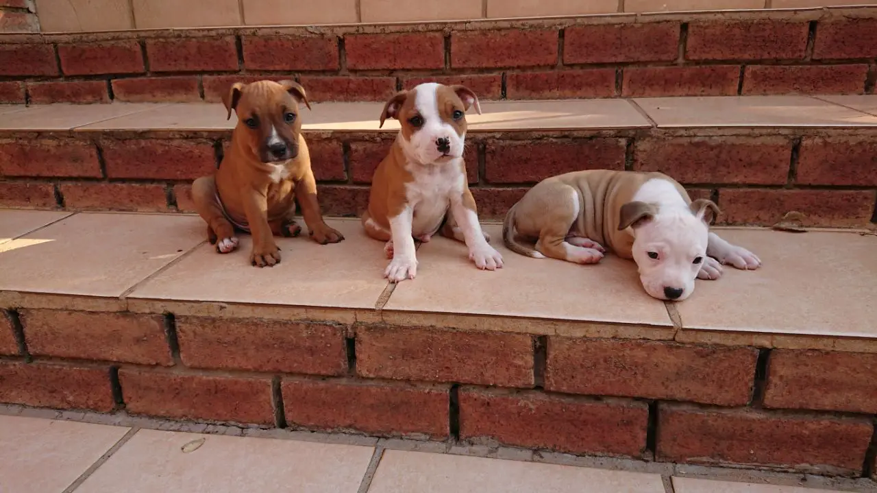 Staffie Puppies in Johannesburg (02/05/2018)