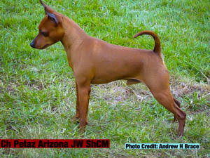 Doberman Puppies in Port Elizabeth (13/05/2018)