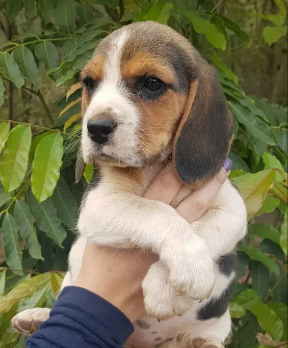 Beagle Puppies in Pretoria (16/06/2018)