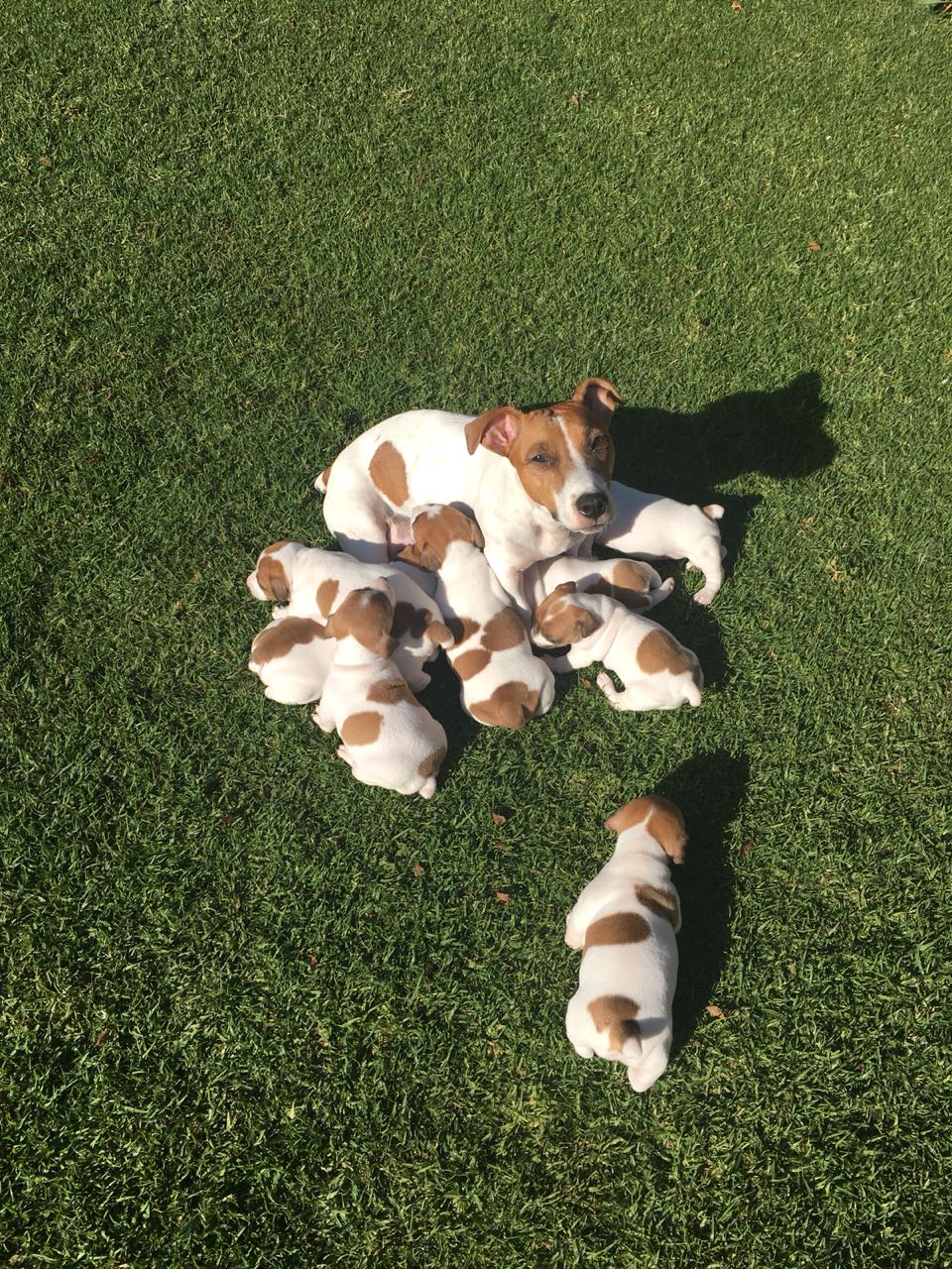 Jack Russell Puppies in Pretoria (07/06/2018)