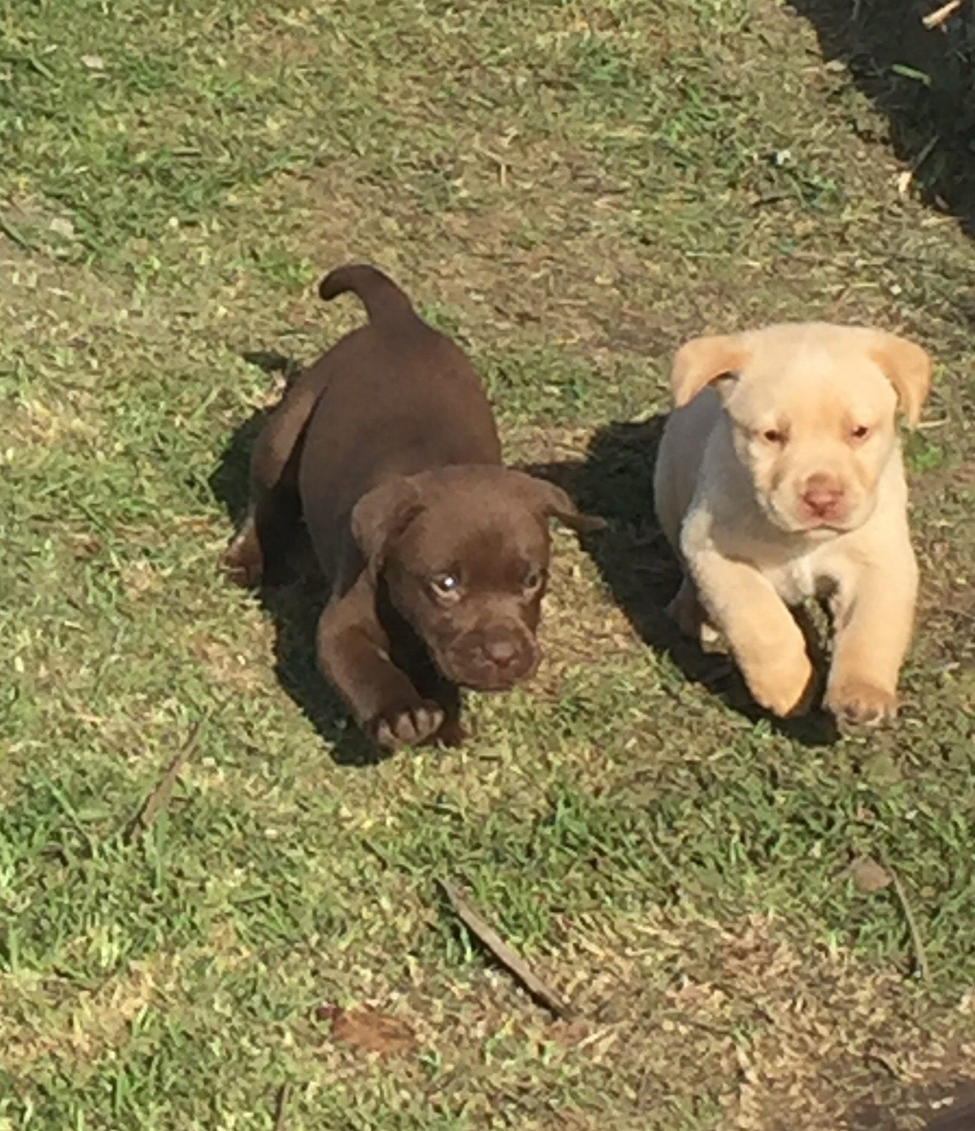 Labrador Puppies in Port Elizabeth (21/06/2018)