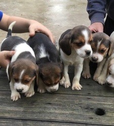 Beagle Puppies in Cape Town (18/06/2018)