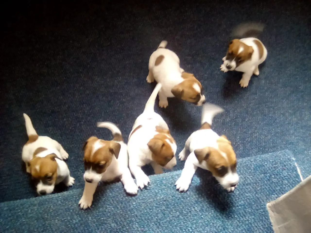 Jack Russell Puppies in Cape Town (29/06/2018)