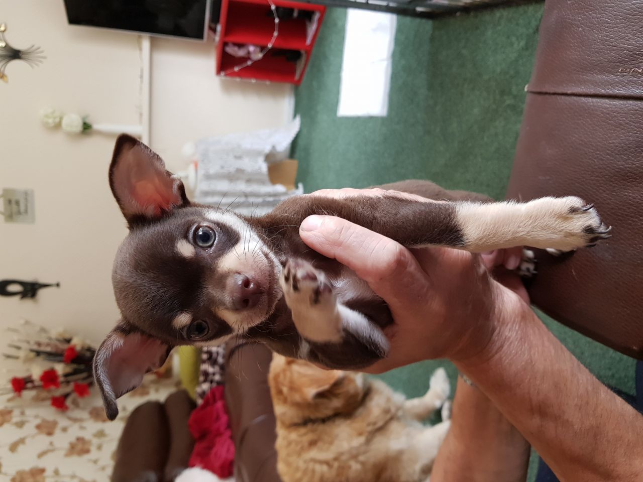 Chihuahua Puppies in Cape Town (30/07/2018)