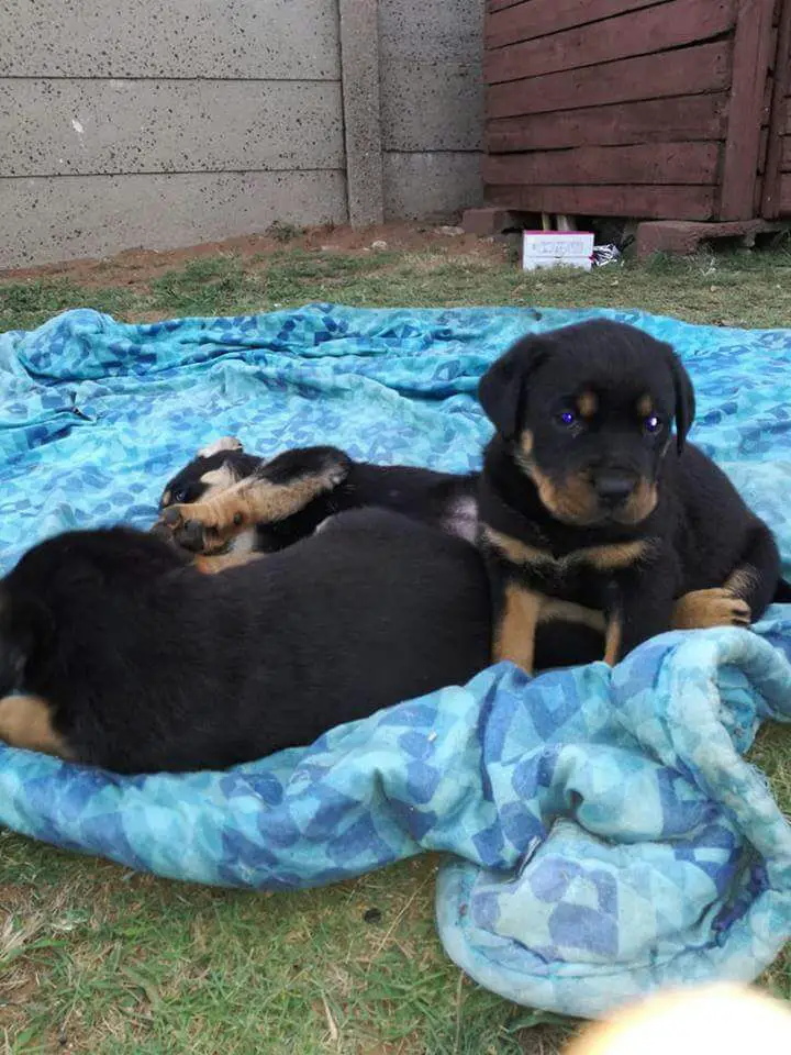 Rottweiler Puppies in Kwazulu Natal (29/07/2018)